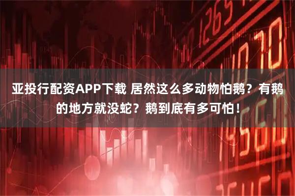 亚投行配资APP下载 居然这么多动物怕鹅？有鹅的地方就没蛇？鹅到底有多可怕！