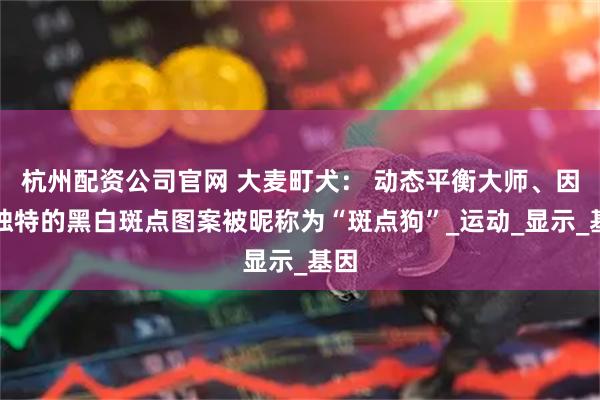 杭州配资公司官网 大麦町犬： 动态平衡大师、因其独特的黑白斑点图案被昵称为“斑点狗”_运动_显示_基因